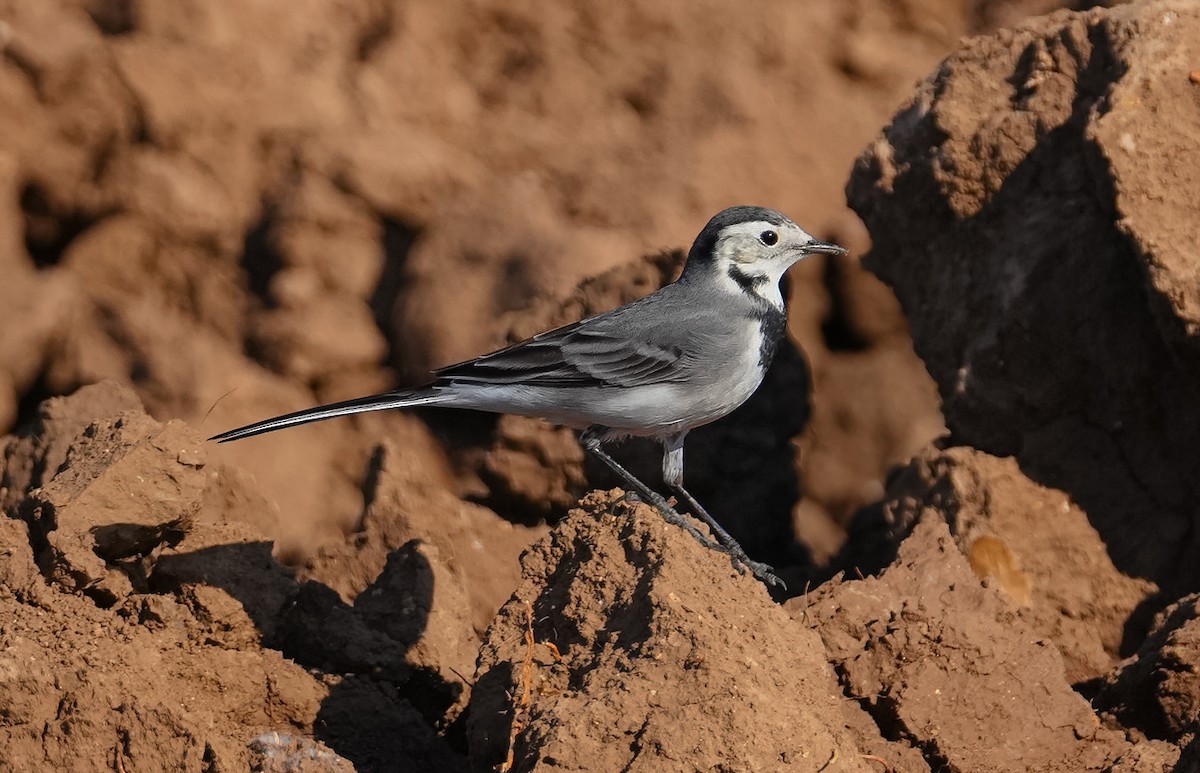 White Wagtail - ML644753421