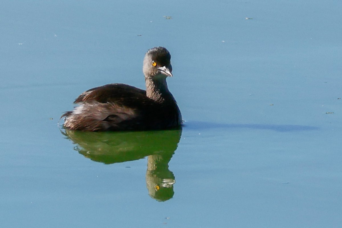Least Grebe - ML644753422