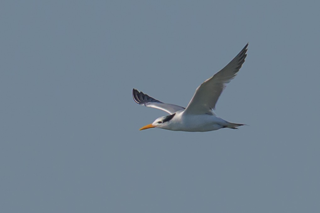 Caspian Tern - ML644753426