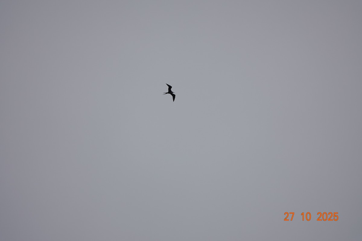 praktfregattfugl - ML644753434