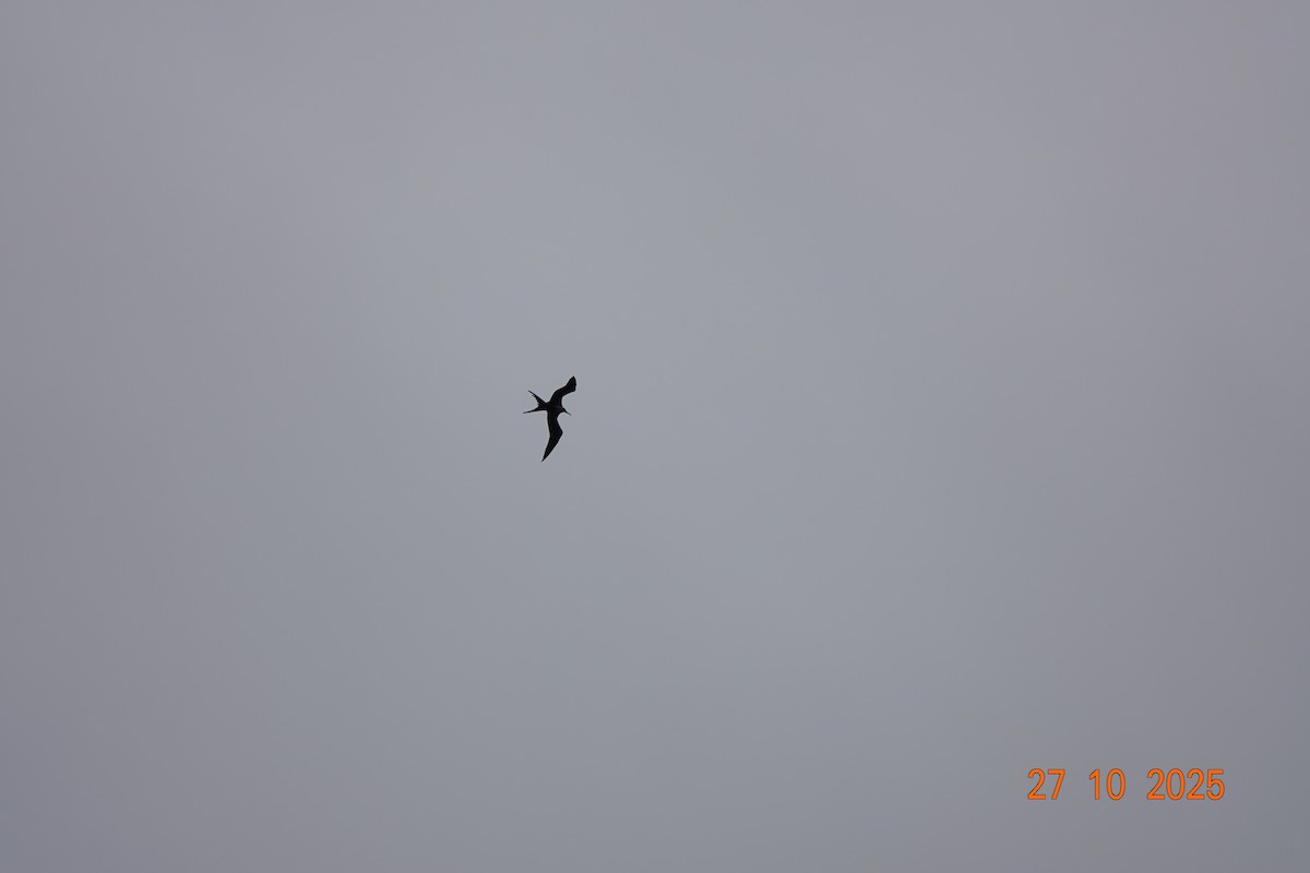 praktfregattfugl - ML644753436