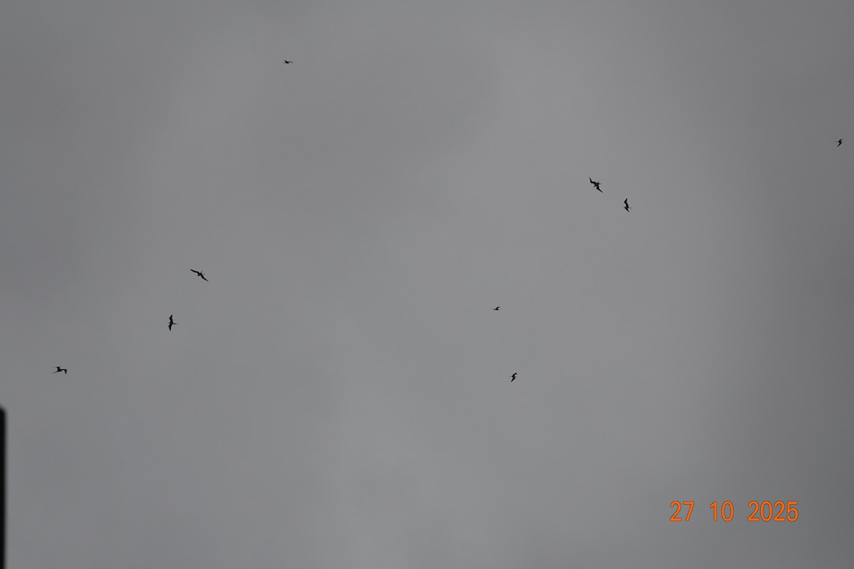 praktfregattfugl - ML644753437