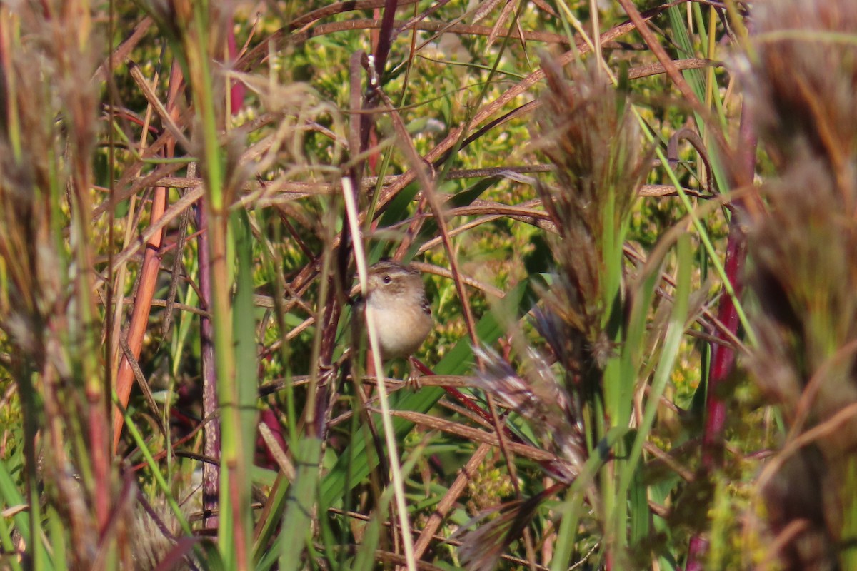 Cucarachero Culibarrado - ML644753439