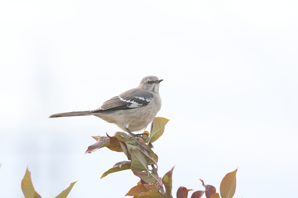Northern Mockingbird - ML644753445
