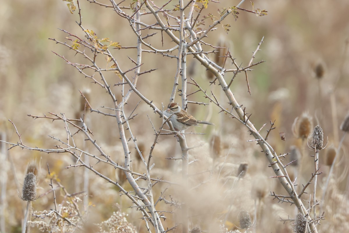 Chipping Sparrow - ML644753451