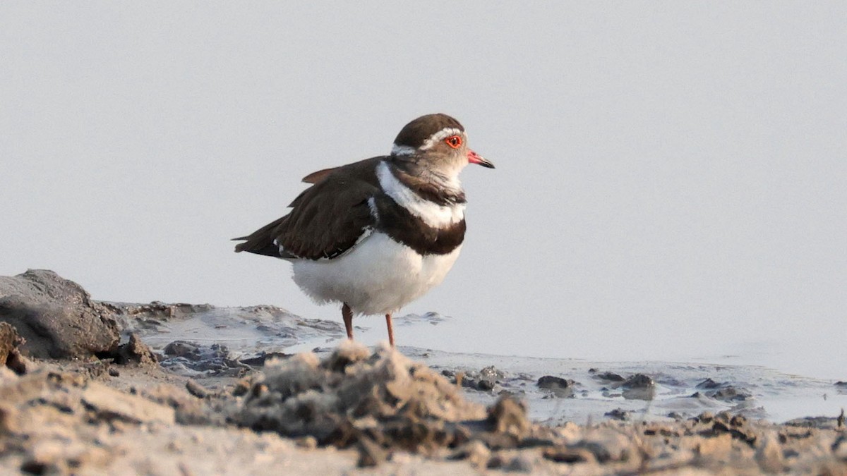 ミスジチドリ - ML644753459