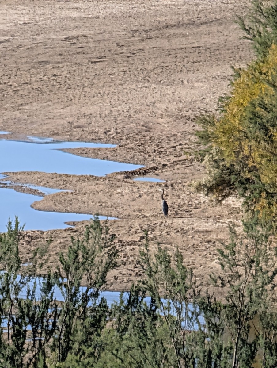 Great Blue Heron - ML644753463