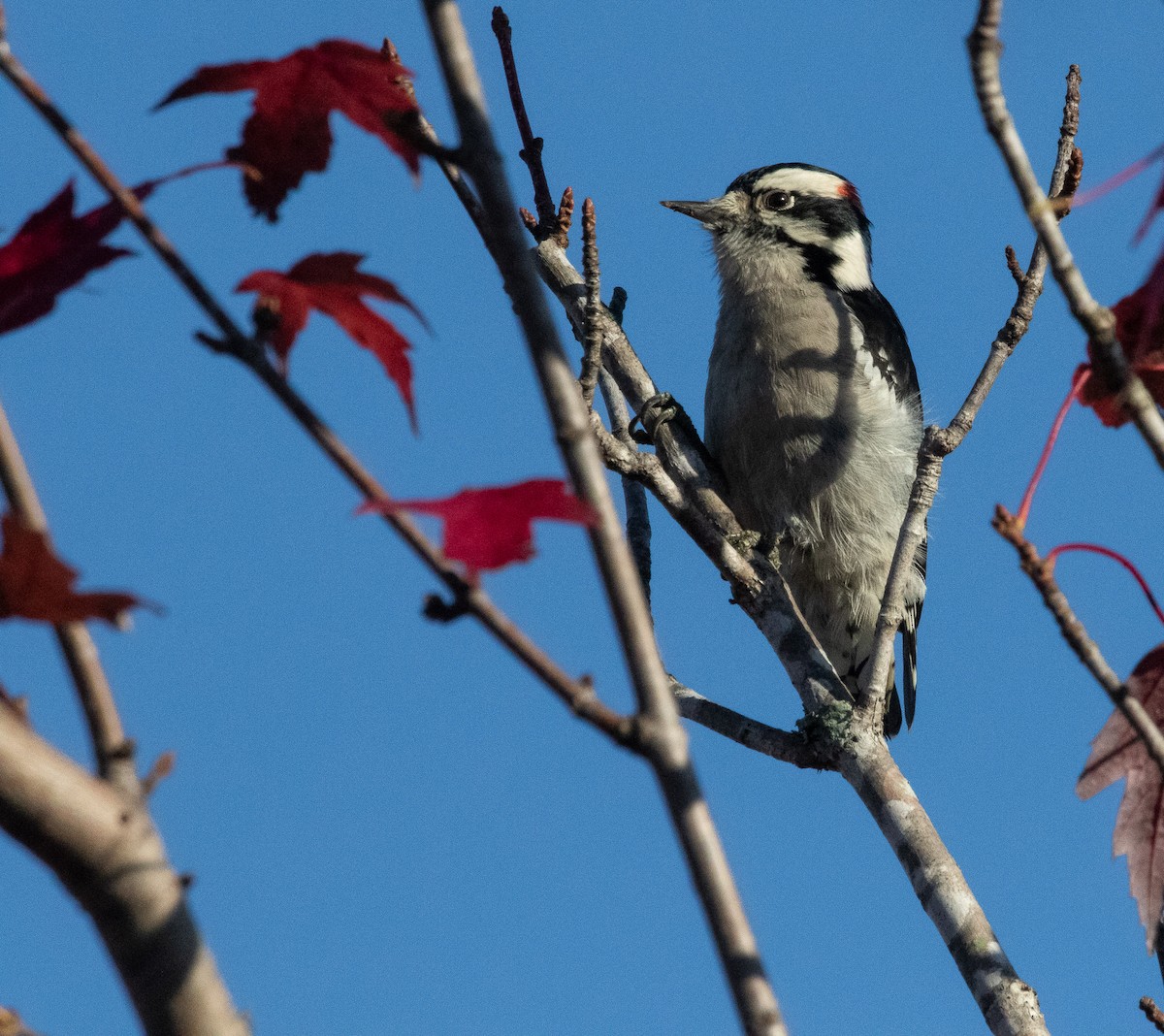 Downy Woodpecker - ML644753464