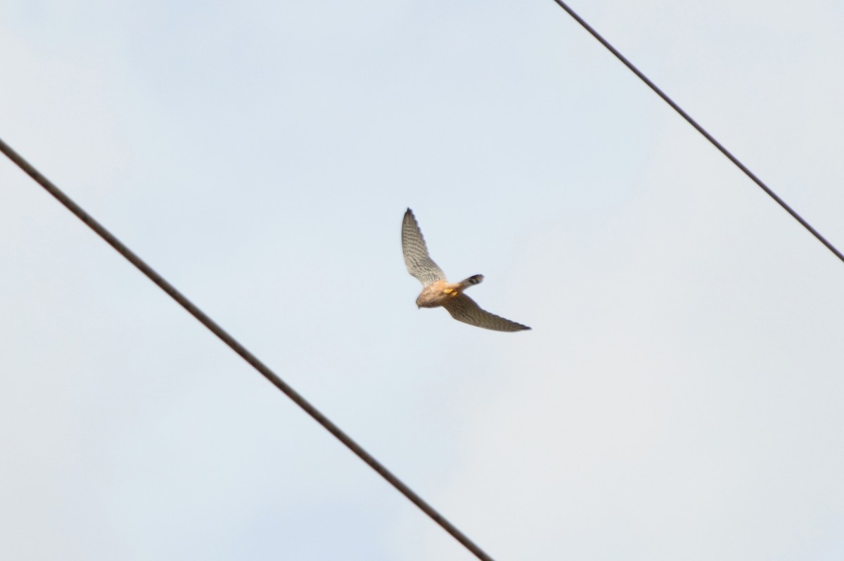 Eurasian Kestrel - ML644753466