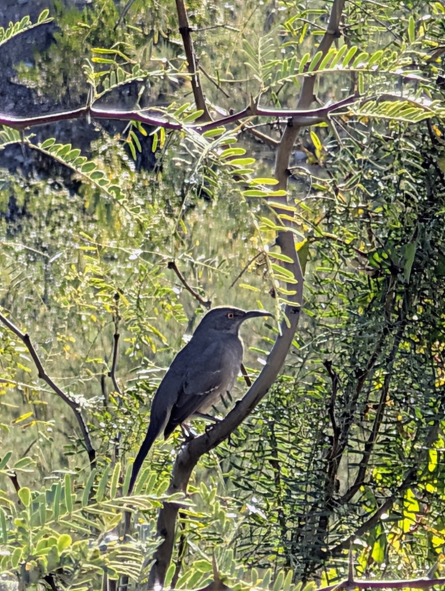 Curve-billed Thrasher - ML644753470