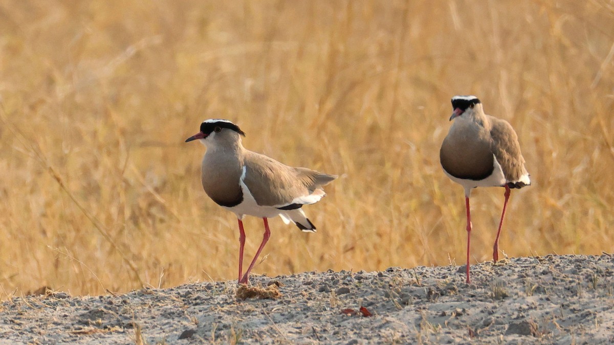 Crowned Lapwing - ML644753472