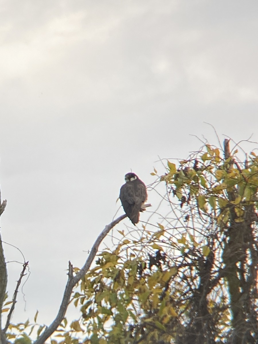Eurasian Hobby - ML644753475