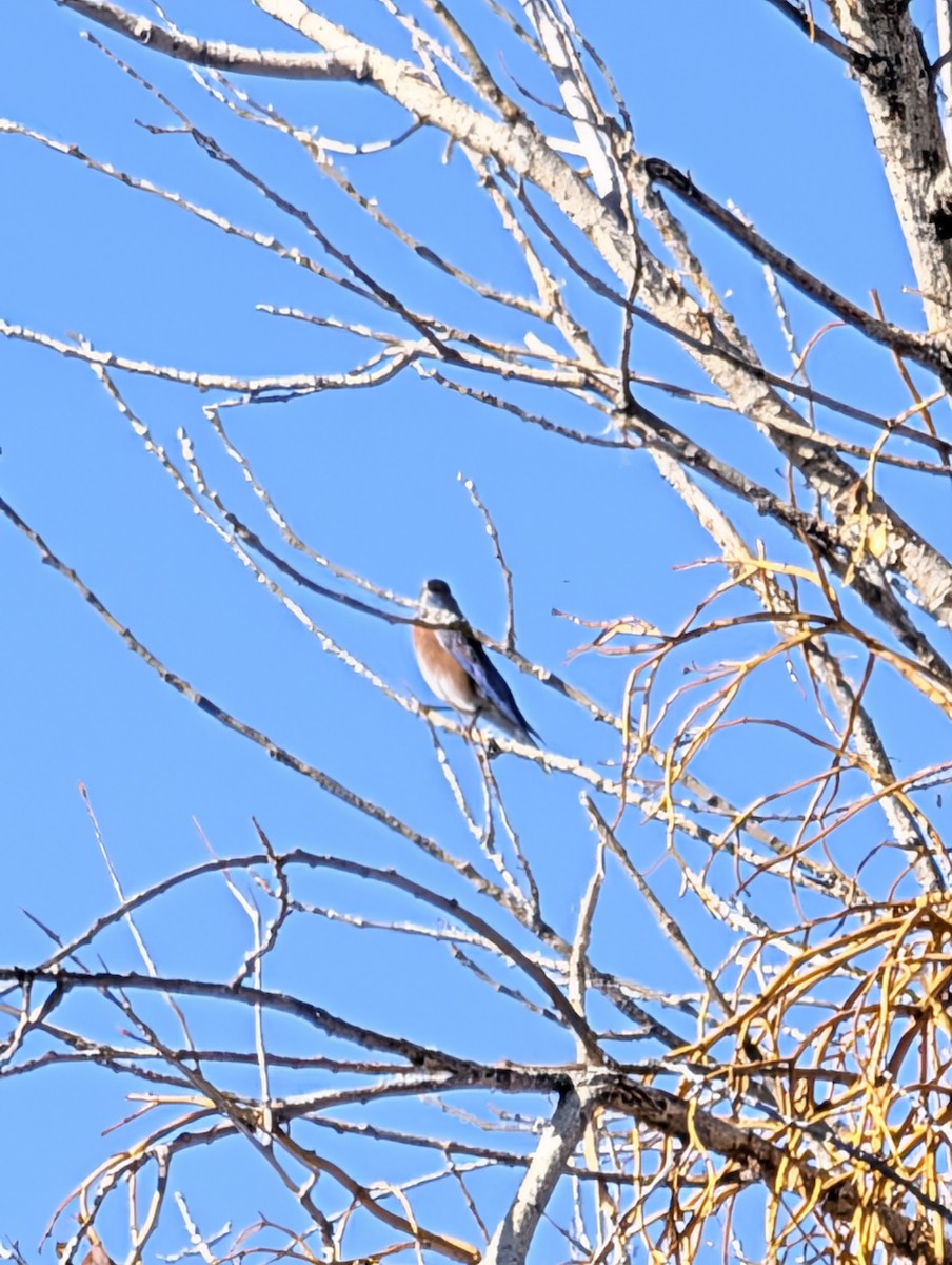 Western Bluebird - ML644753476