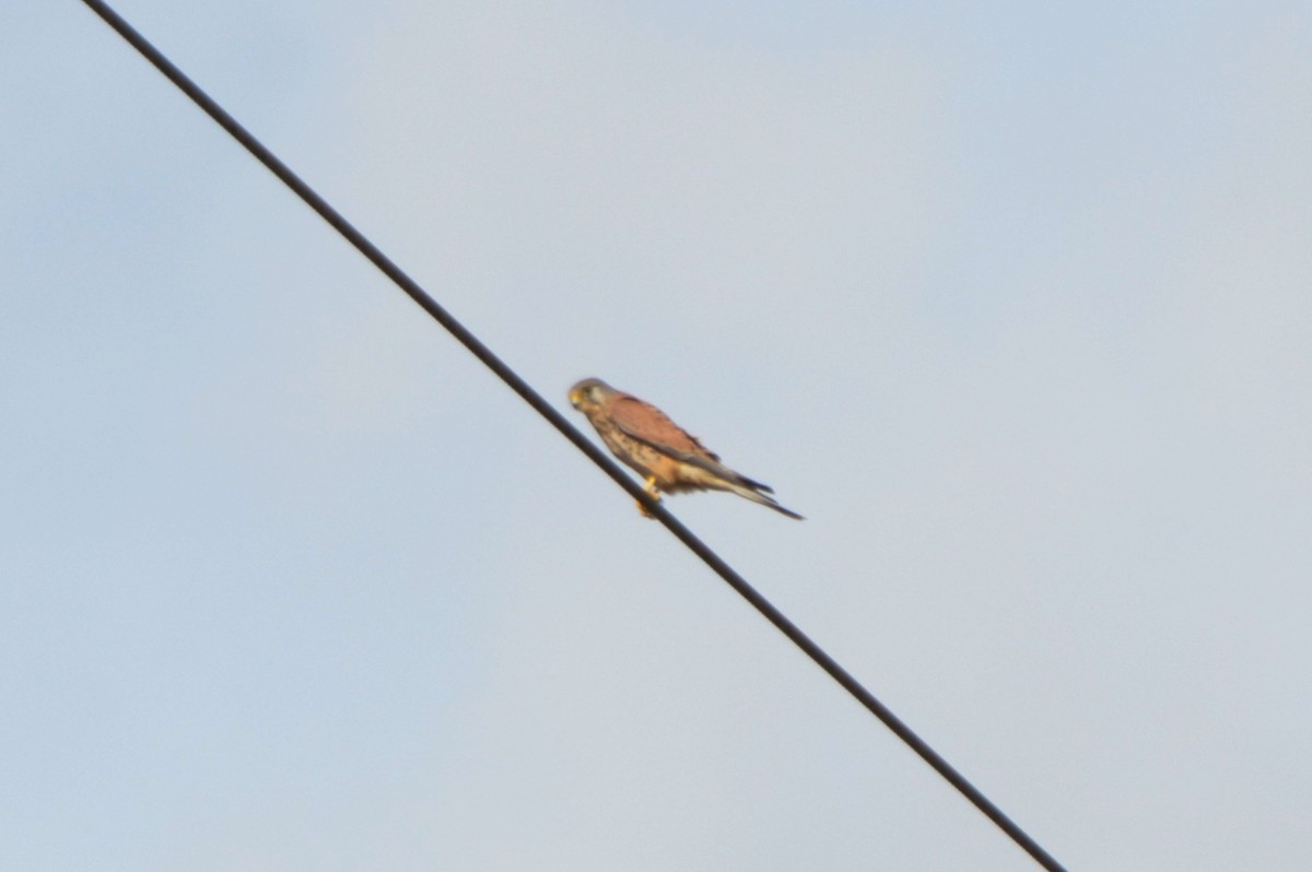 Eurasian Kestrel - ML644753478