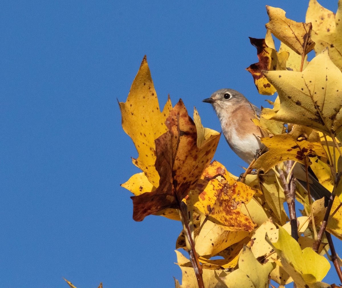 Eastern Bluebird - ML644753480