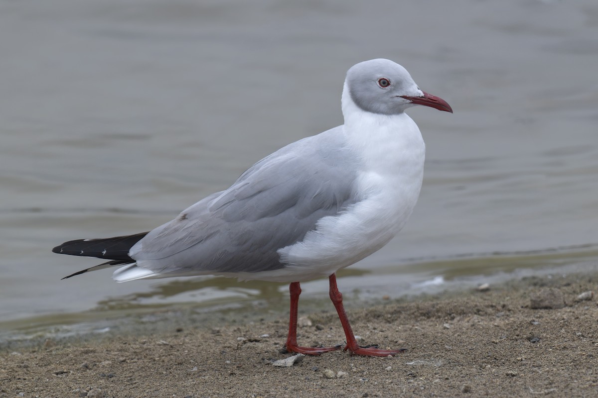 Мартин сіроголовий - ML644753493