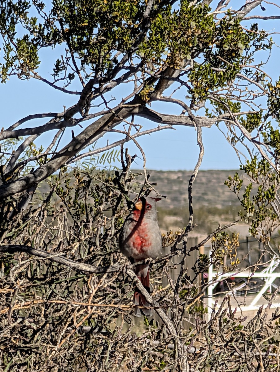 Pyrrhuloxia - ML644753494
