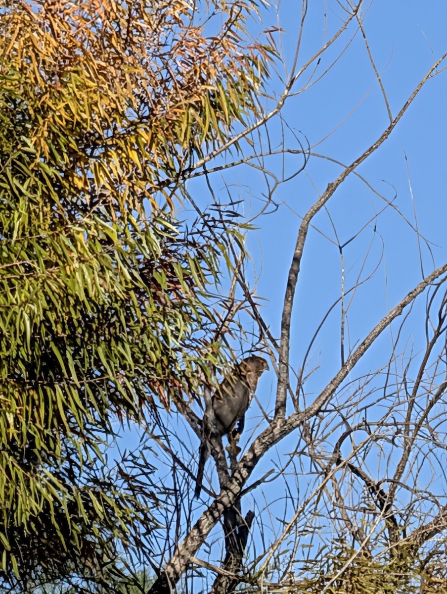 Cooper's Hawk - ML644753502