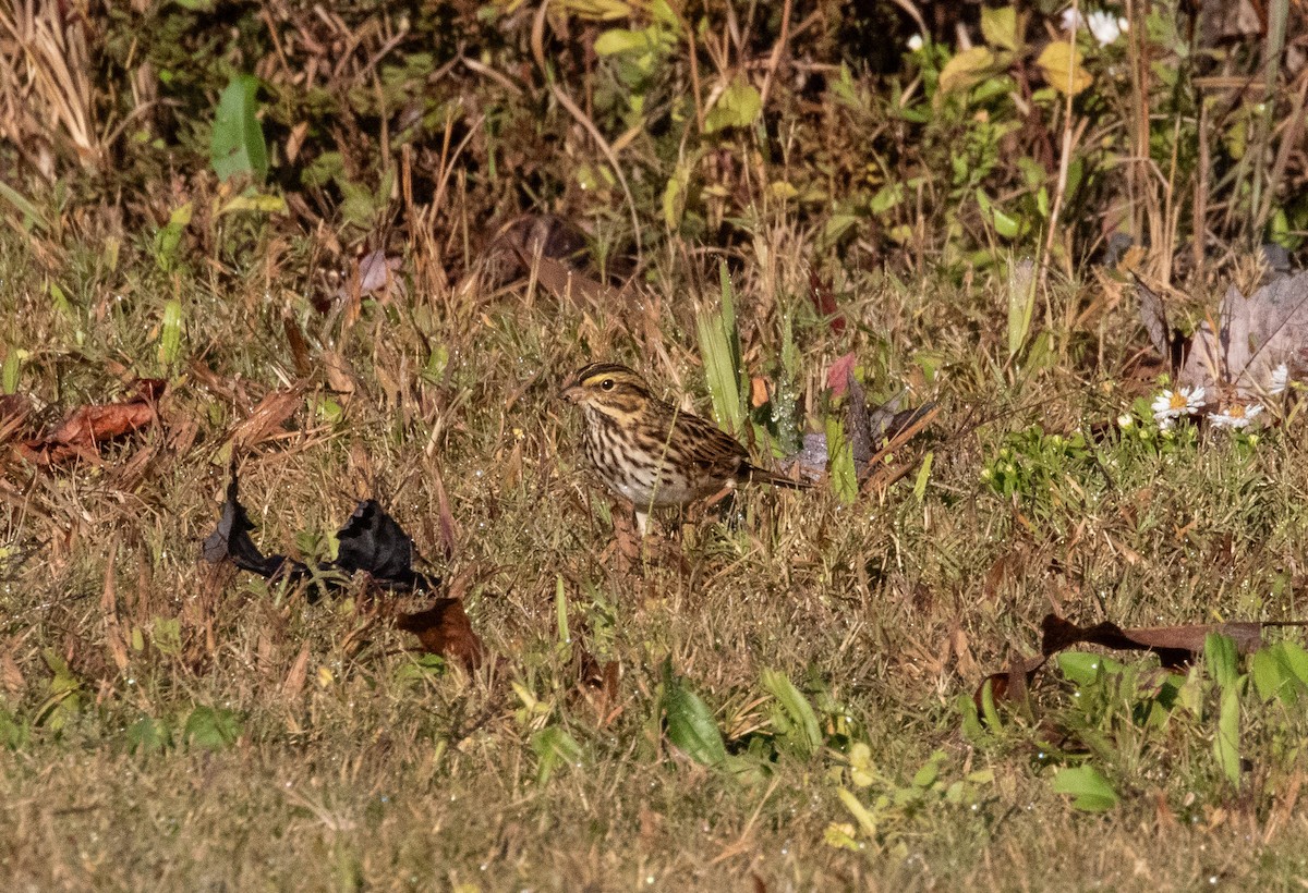 Savannah Sparrow - ML644753503