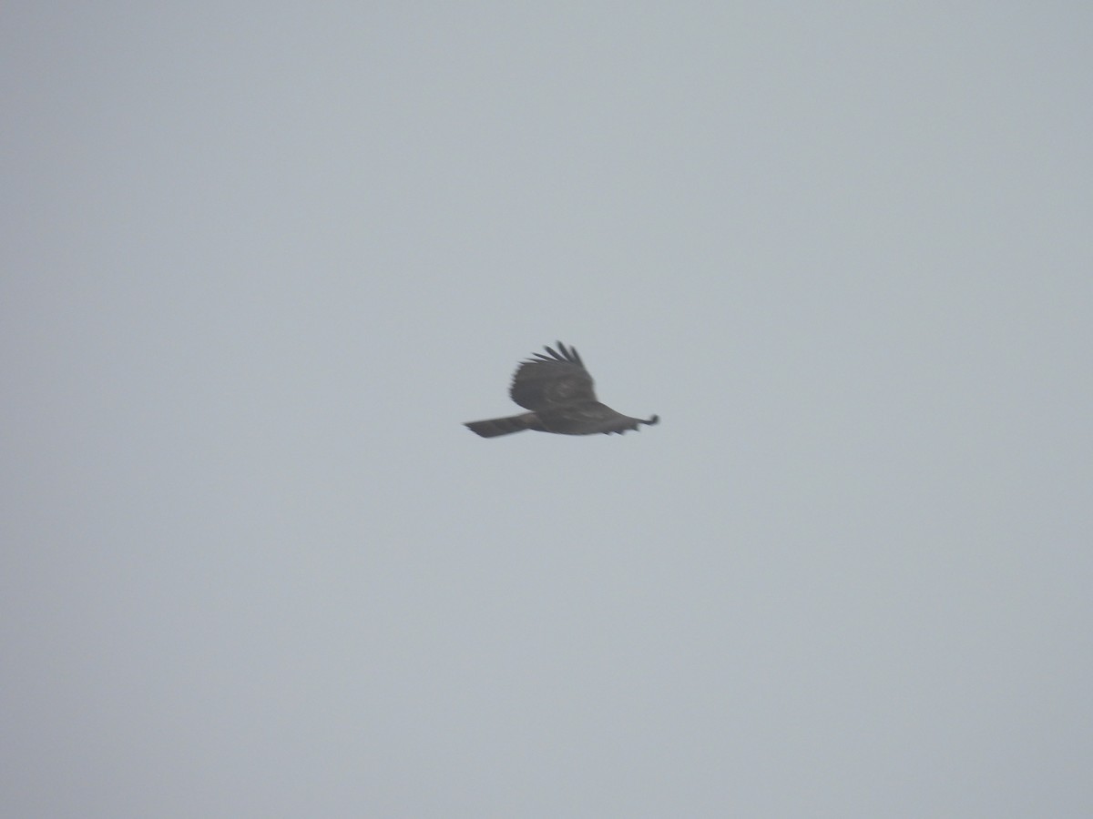 Mountain Hawk-Eagle - ML644753511