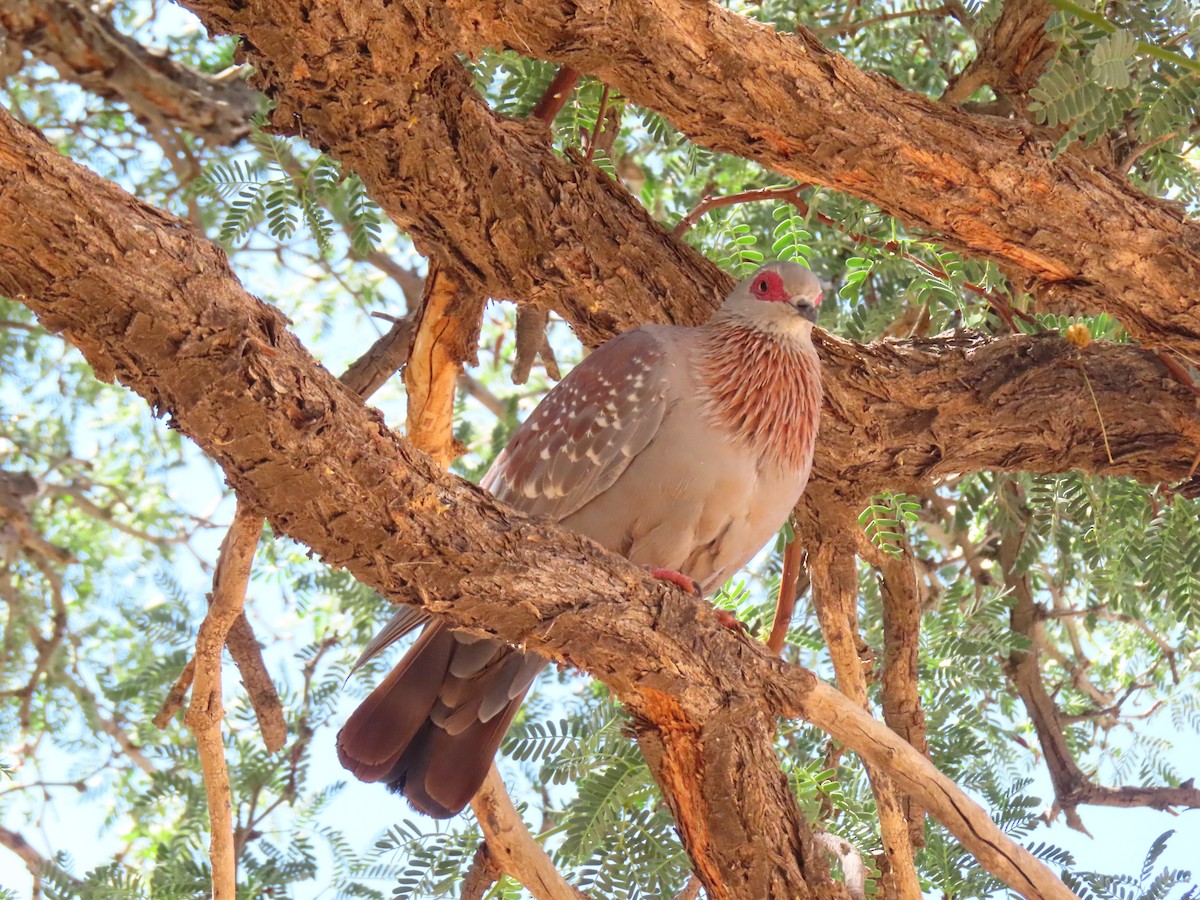 Speckled Pigeon - ML644753515