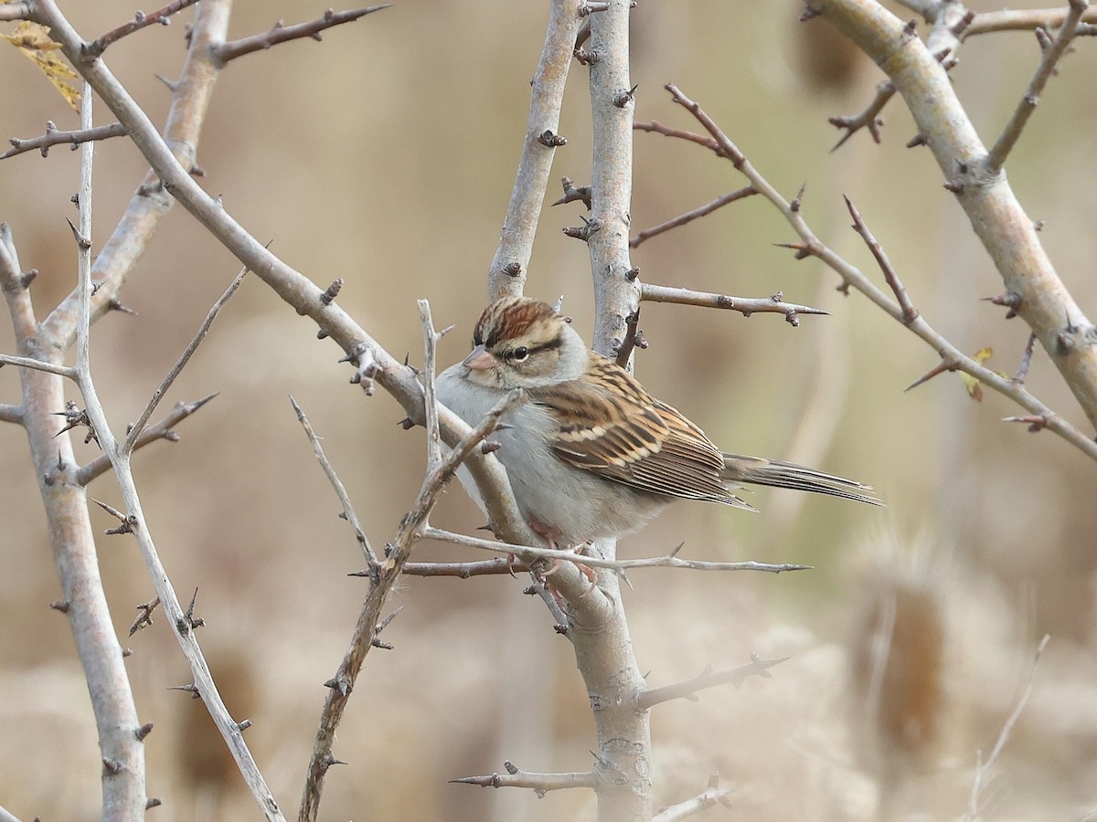 Chipping Sparrow - ML644753518