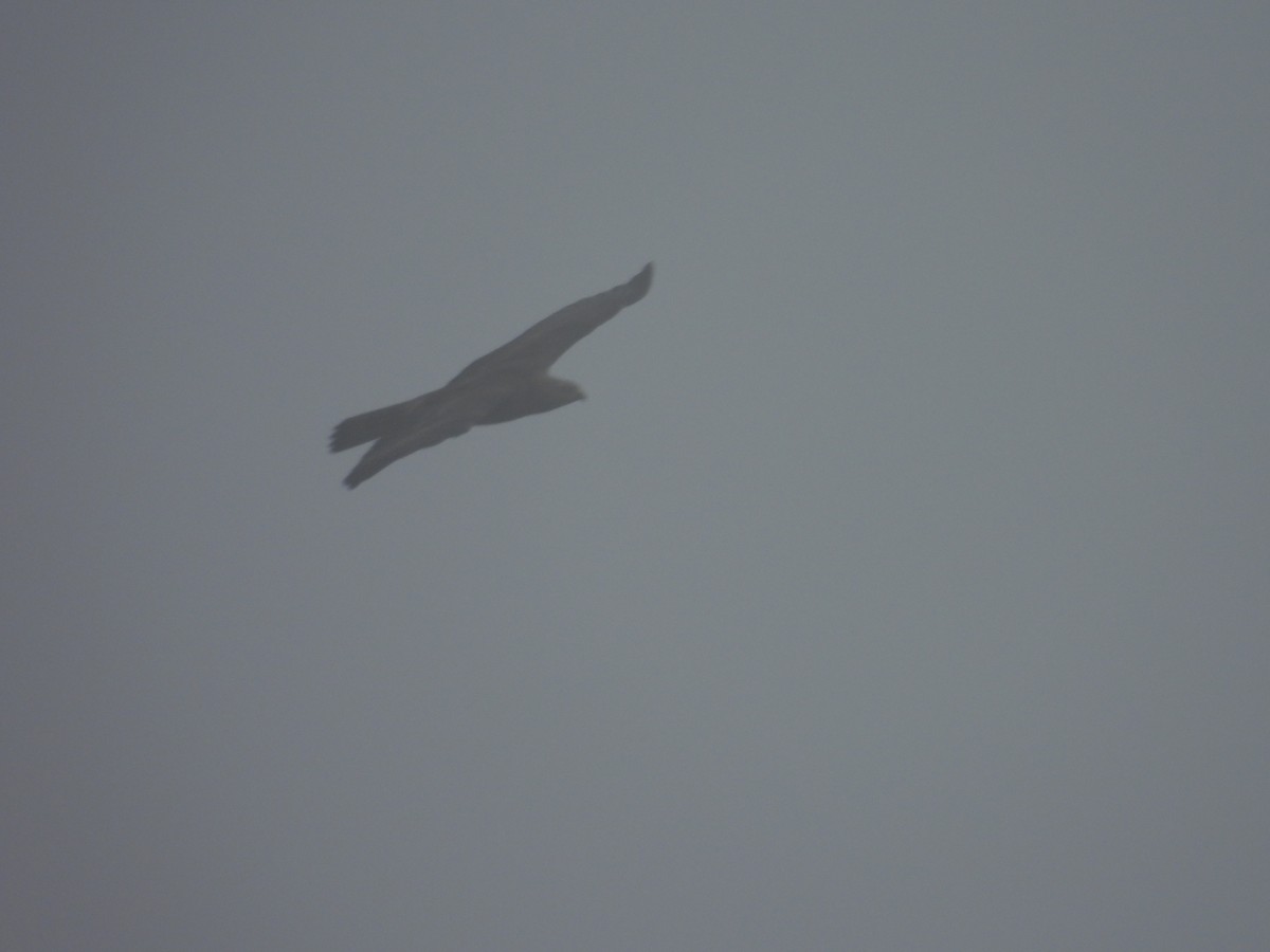 Mountain Hawk-Eagle - ML644753523