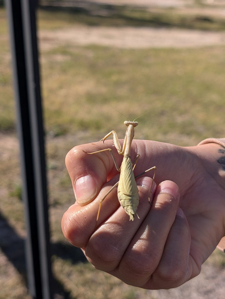 Animals - ML644753528