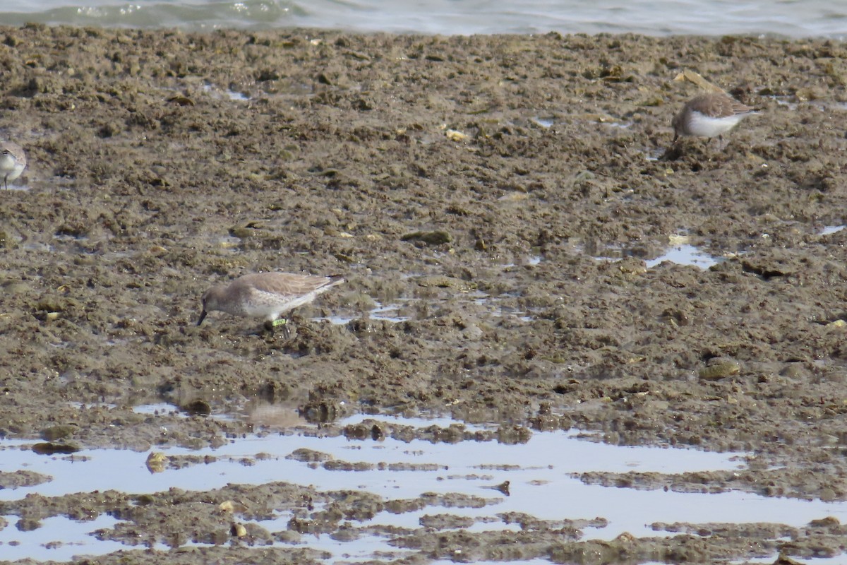חופית להקנית - ML644753529