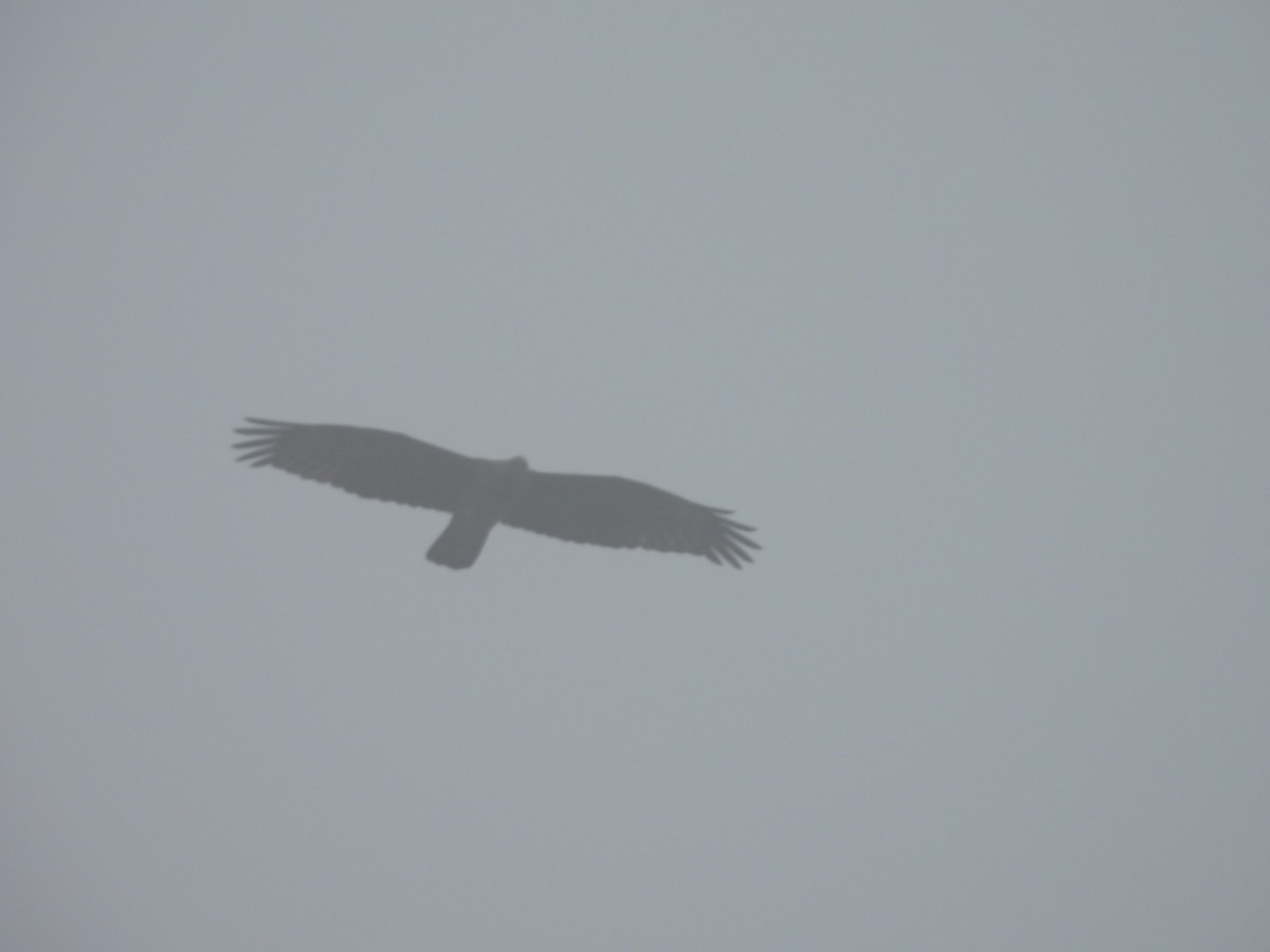 Mountain Hawk-Eagle - ML644753546