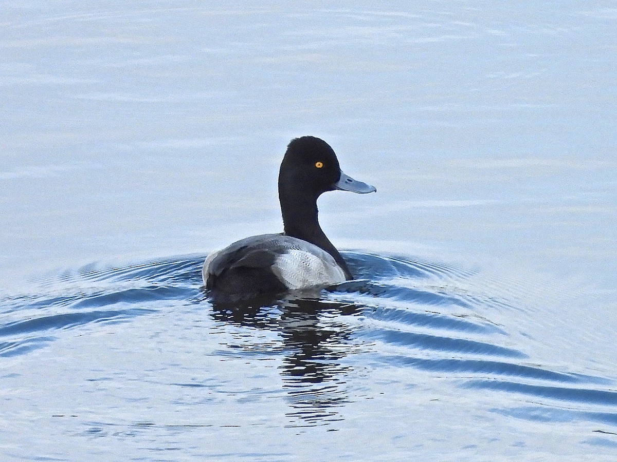 polák vlnkovaný - ML644753550