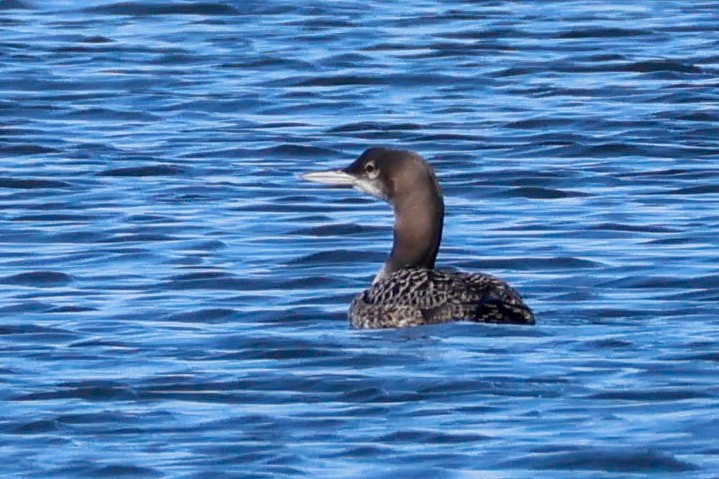 Aliota handia - ML644753552