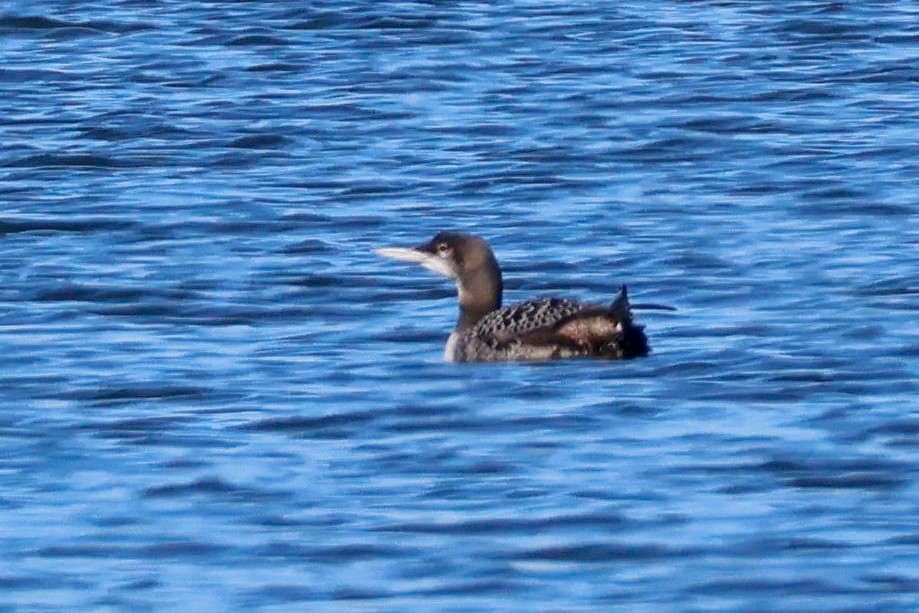 Aliota handia - ML644753553