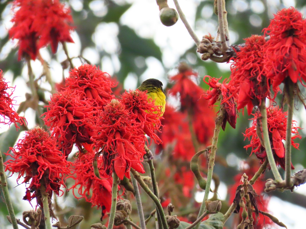 Baglafecht Weaver - ML644753554