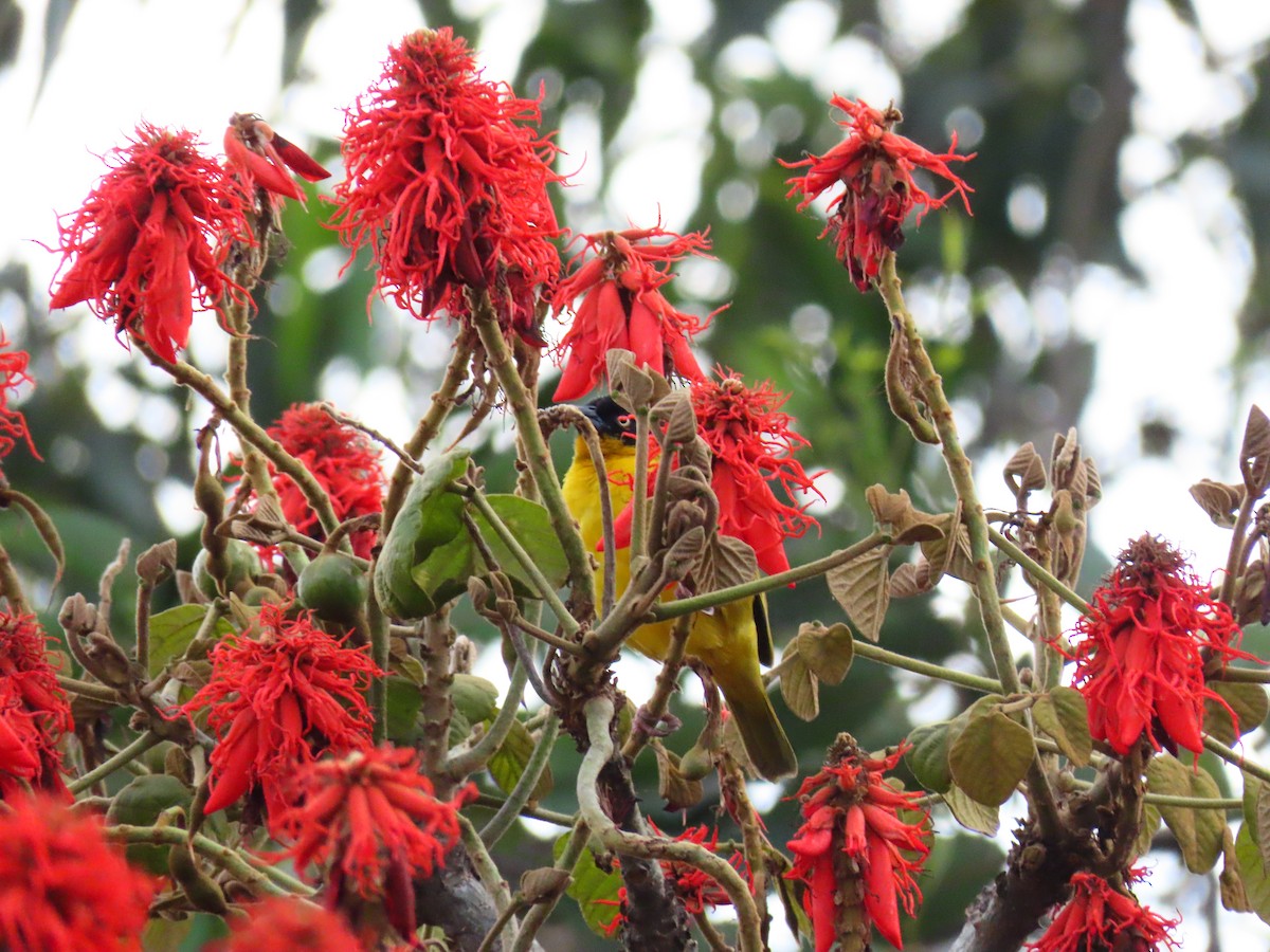 Baglafecht Weaver - ML644753555