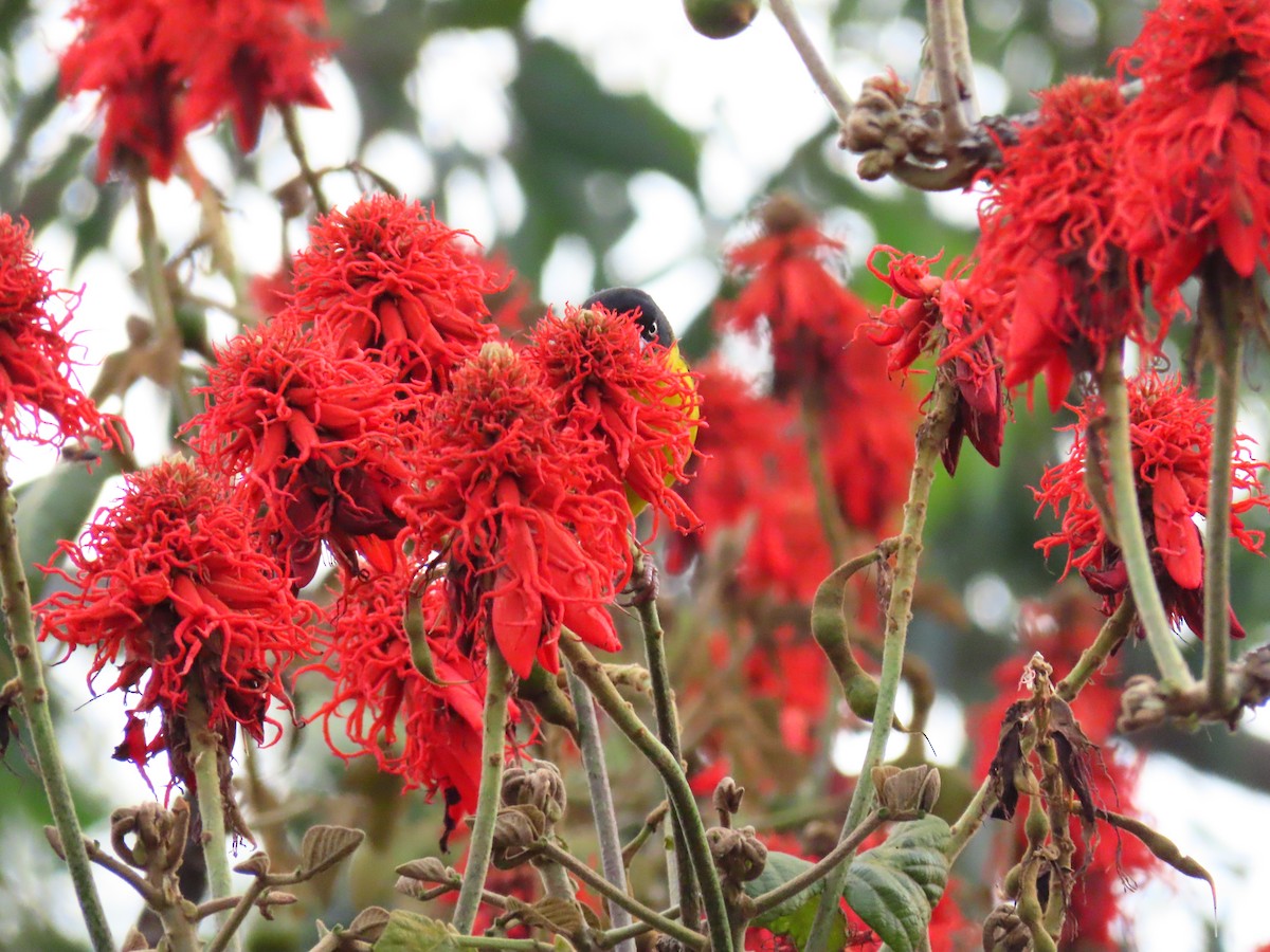 Baglafecht Weaver - ML644753556