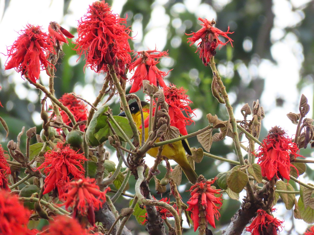 Baglafecht Weaver - ML644753557