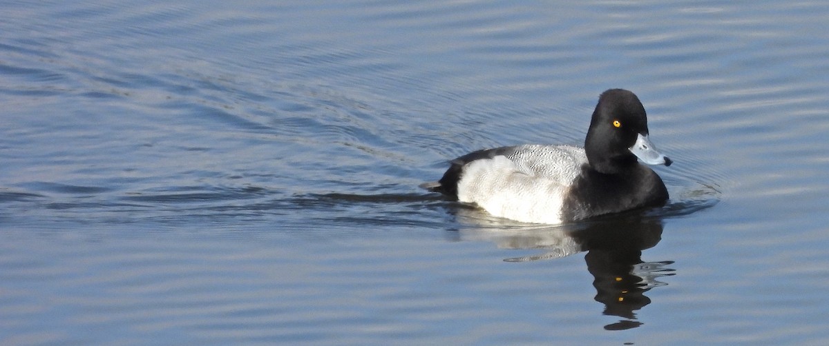 polák vlnkovaný - ML644753568