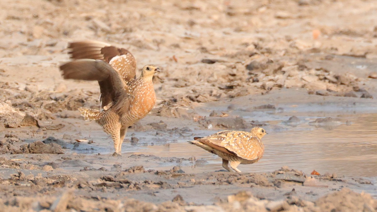 Burchell Bağırtlağı - ML644753569