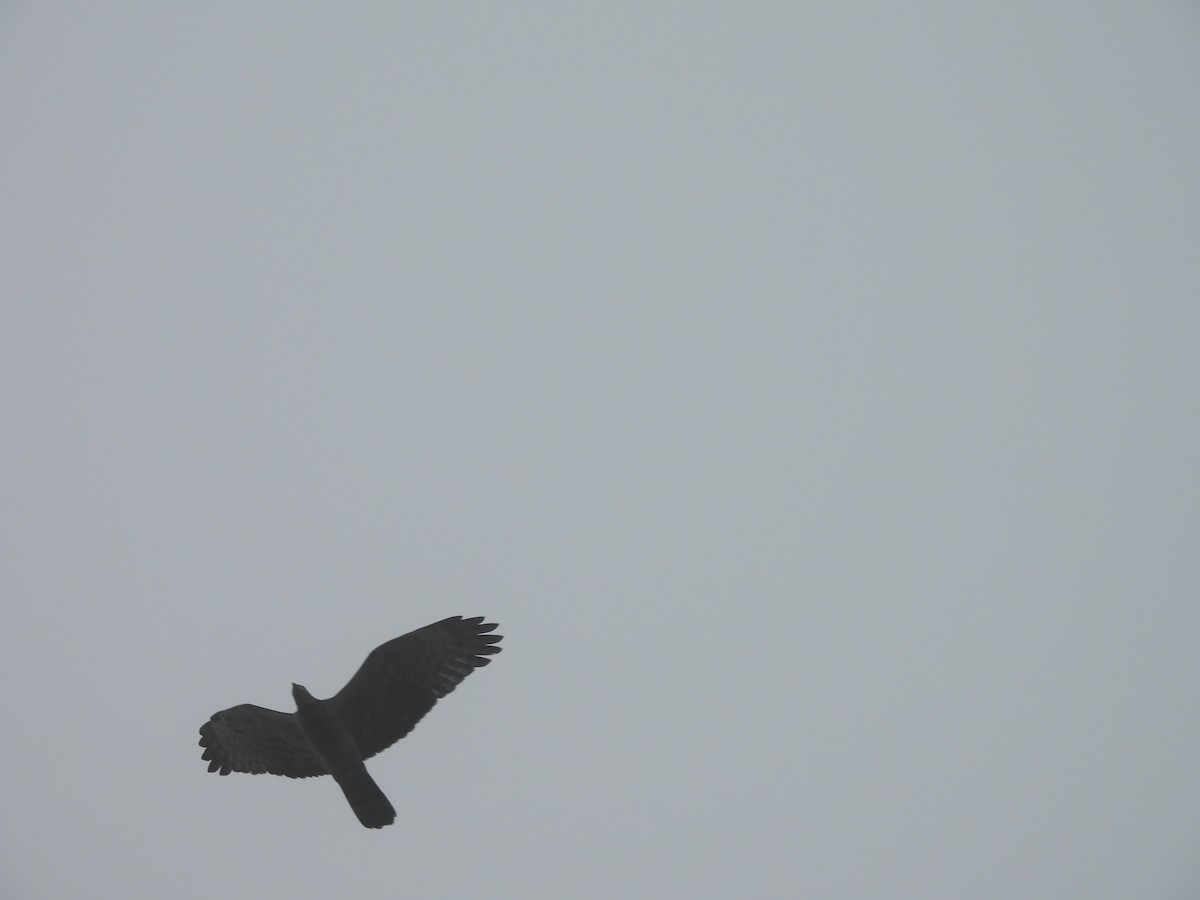 Mountain Hawk-Eagle - ML644753572