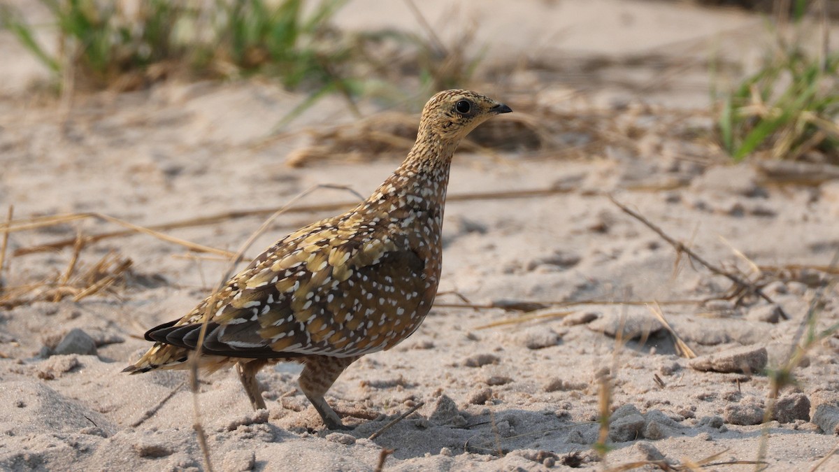 Burchell Bağırtlağı - ML644753575