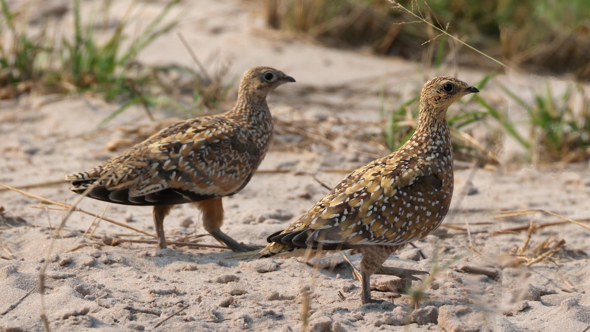 Burchell Bağırtlağı - ML644753578