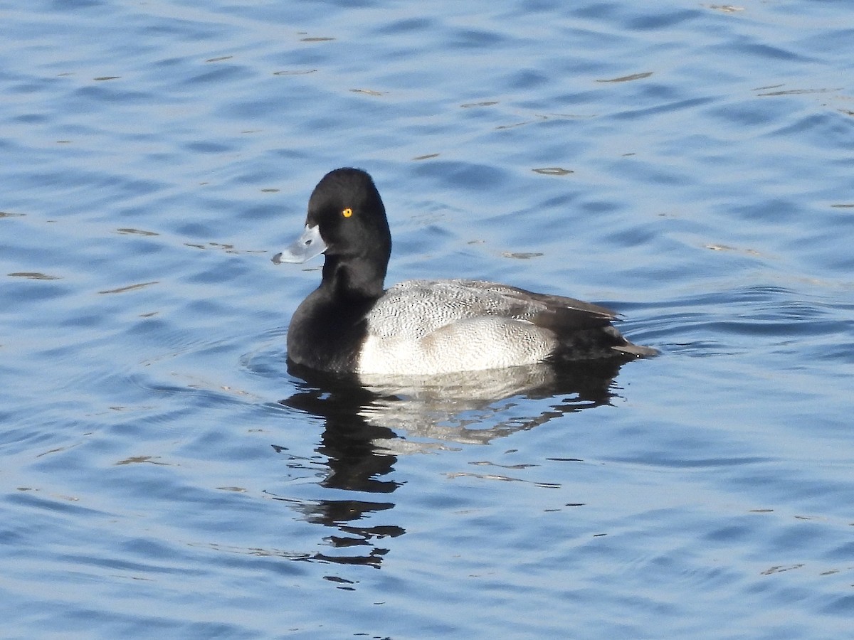 polák vlnkovaný - ML644753582