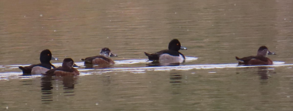 Ring-necked Duck - ML644753596