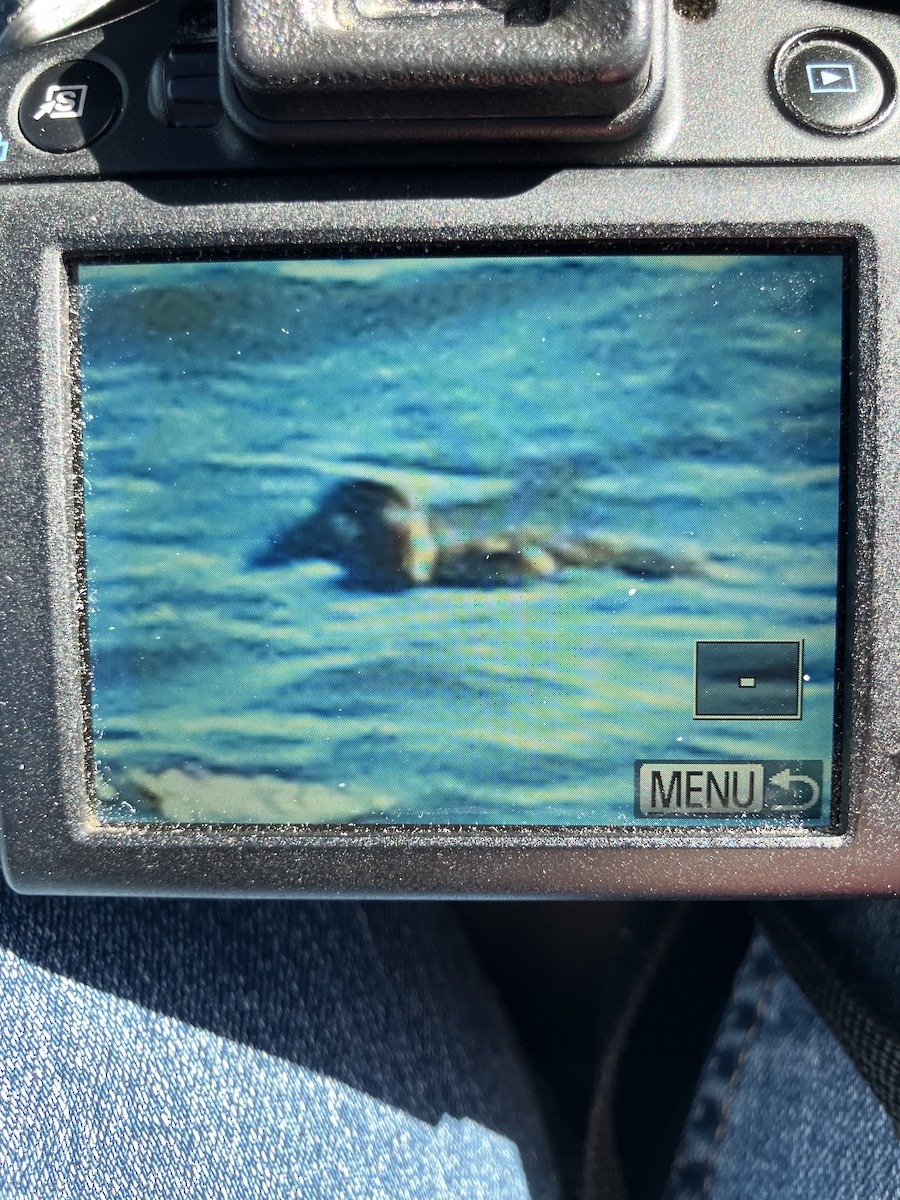 Surf Scoter - ML644753597