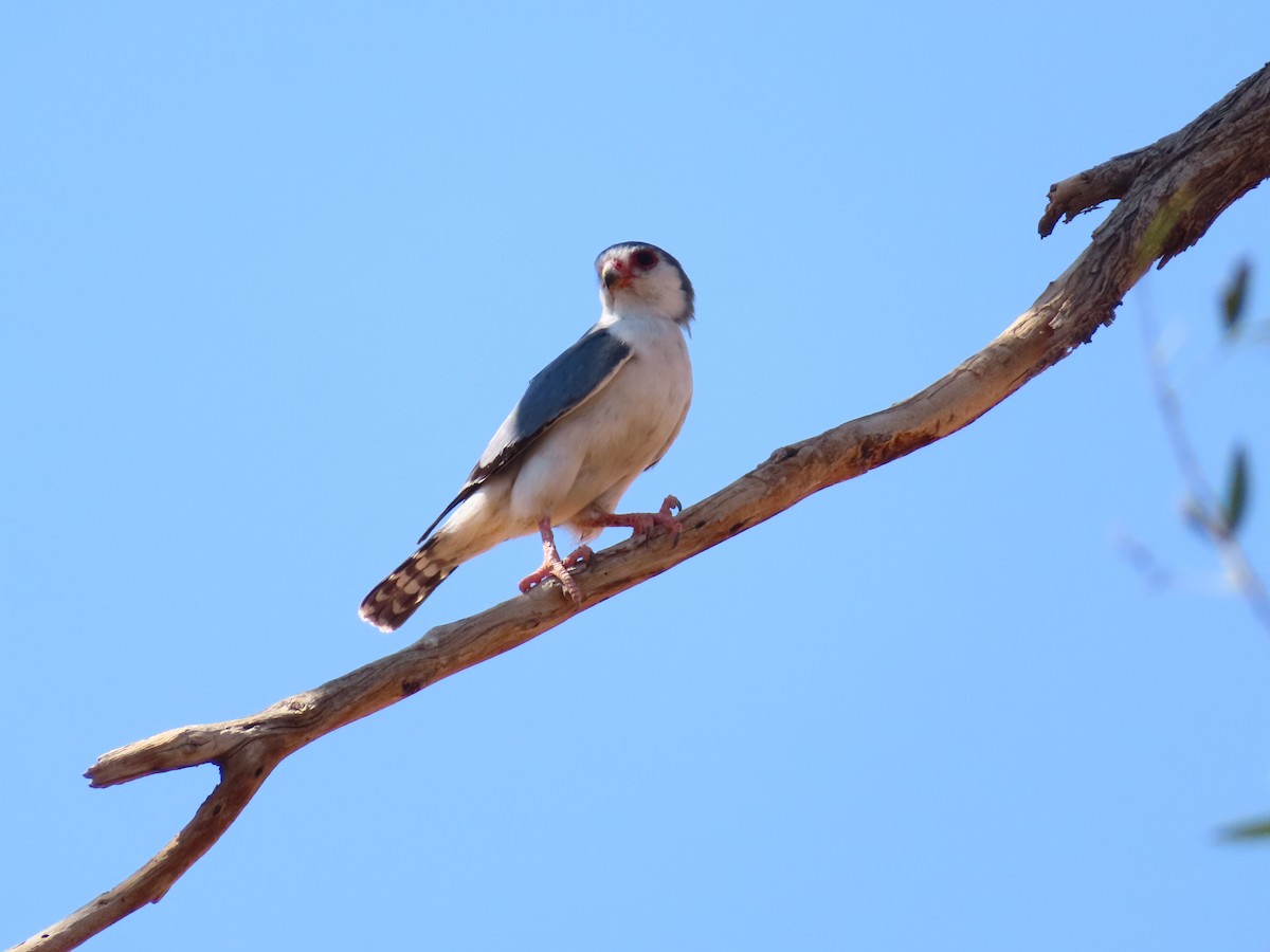 Pygmy Falcon - ML644753599