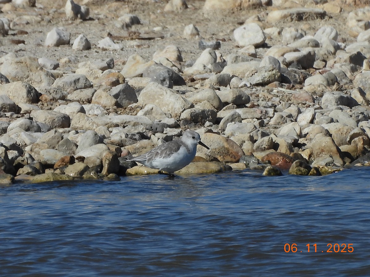 Sanderling - ML644753604