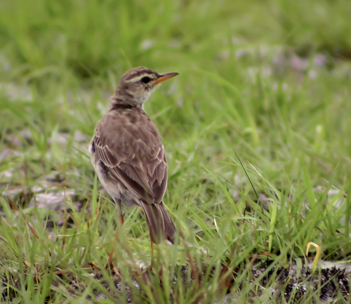 kongopiplerke - ML644753606