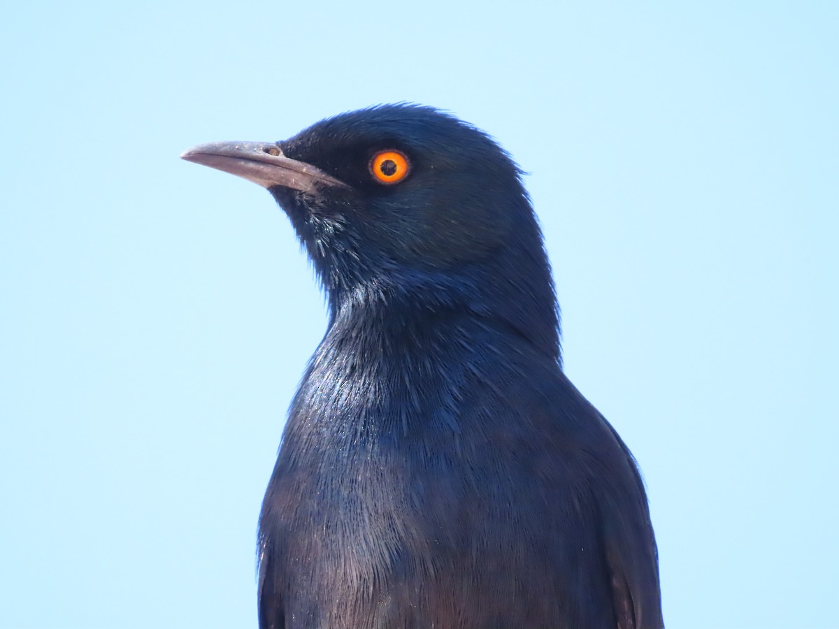 Pale-winged Starling - ML644753607