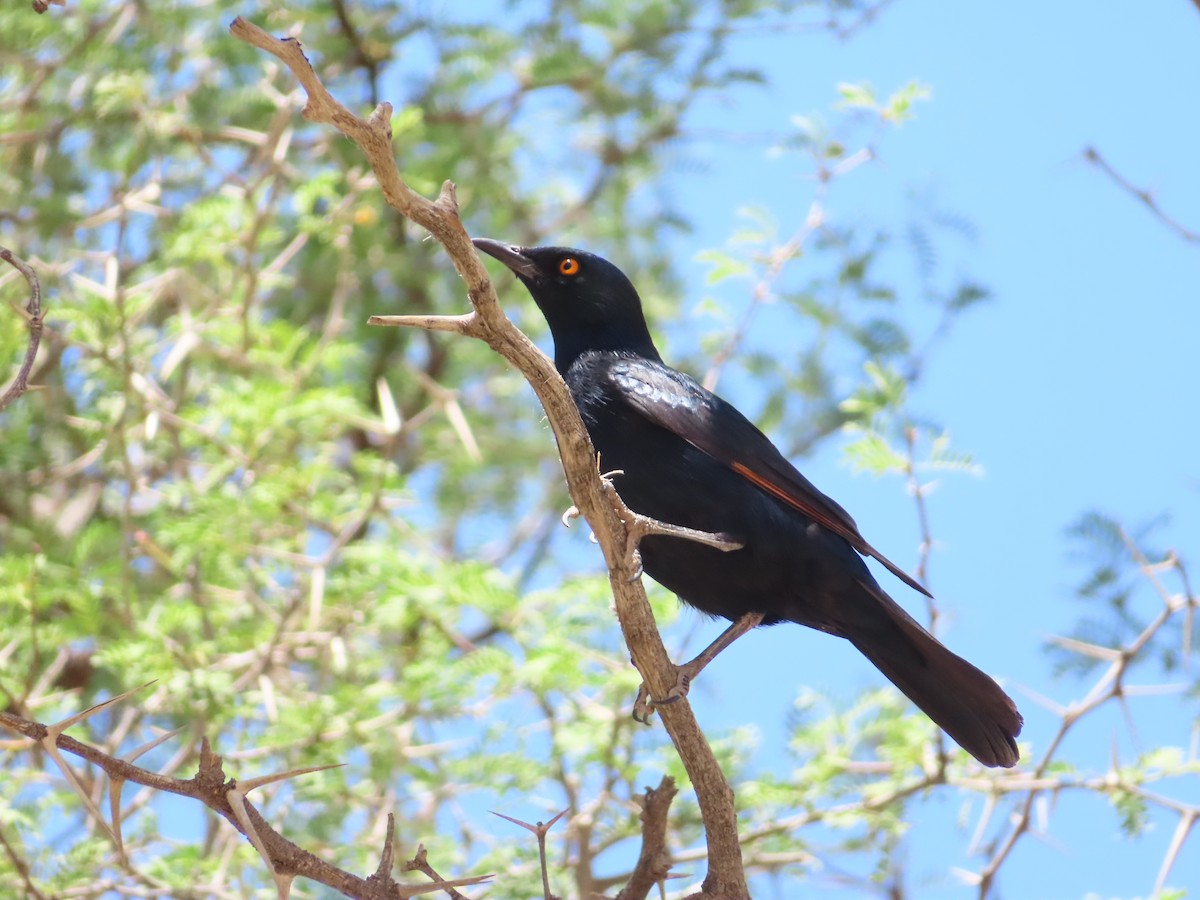 Pale-winged Starling - ML644753609